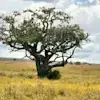 frankmulokozi